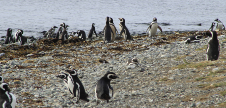 Pingüinera Isla Magdalena