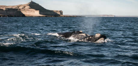 Avistaje de Ballenas