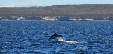 Avistaje de Delfines