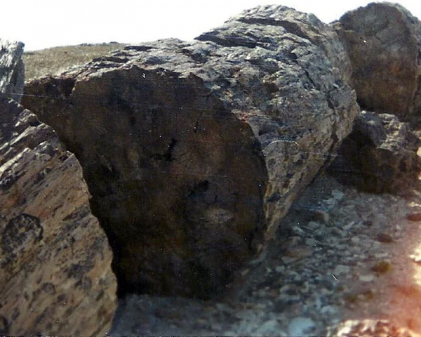Tronco petrificado