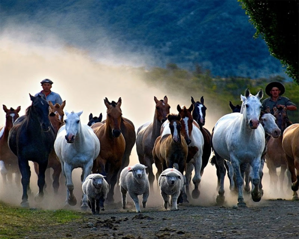 Caballos