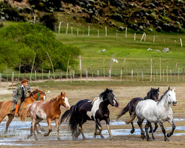 Caballos