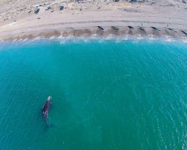 BALLENAS EN LA COSTA DE EL DORADILLO