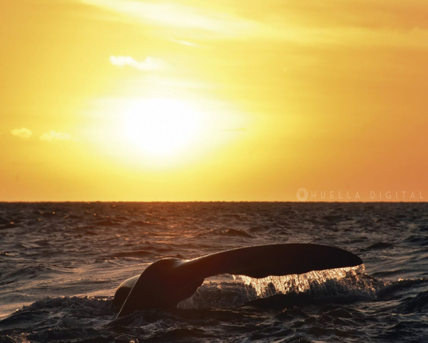SUNSET AVISTAJE BALLENAS