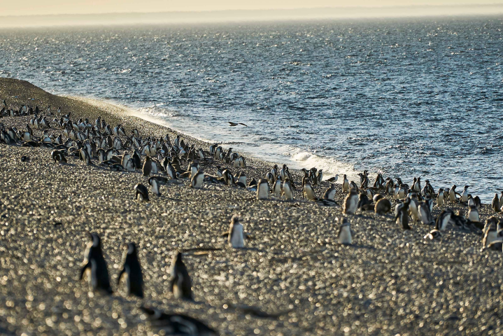 PINGÜINERA EL PEDRAL