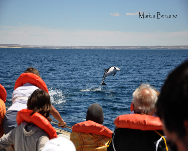 AVISTAJE DELFINES