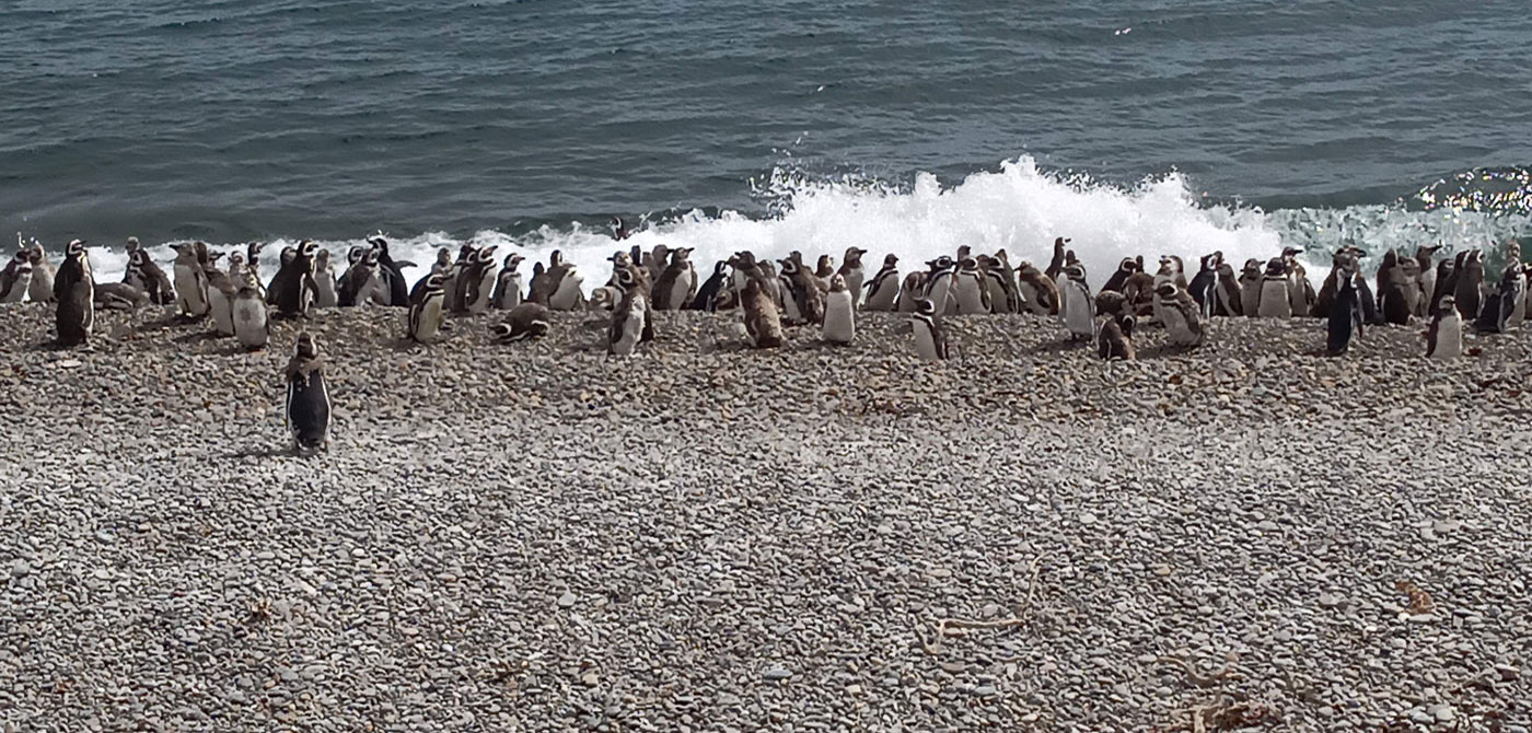 Pingüinera de Punta Ninfas - El Pedral