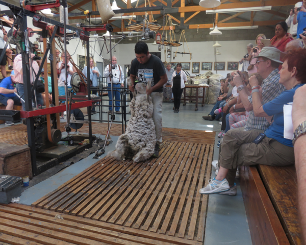 DEMOSTRACIÓN DE ESQUILA EN VIVO