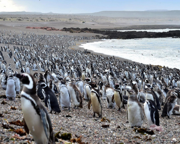 PINGÜINERA PUNTA TOMBO